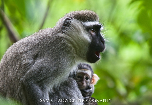 Vervet Monkey and Baby
