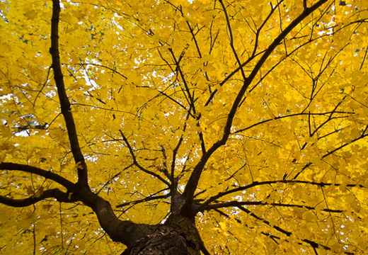 Striped maple in the Fall