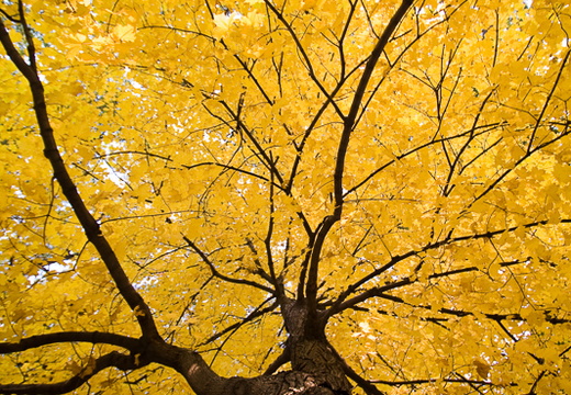 Striped maple in the Fall