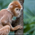 Ebony Langur
