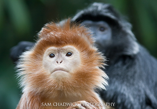 Ebony Langur