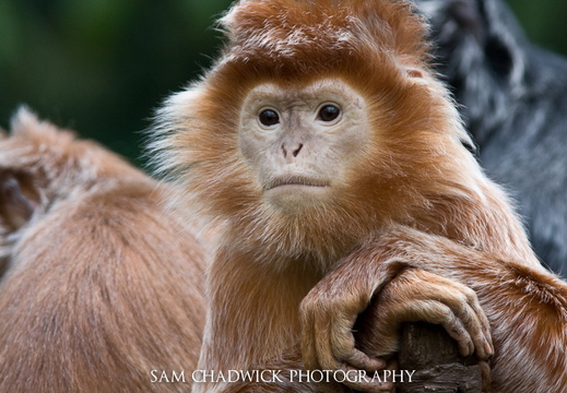 Ebony Langur