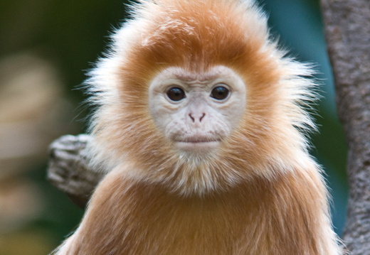 Ebony Langur