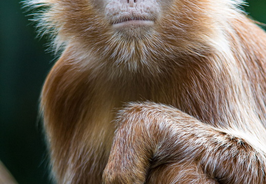 Ebony Langur