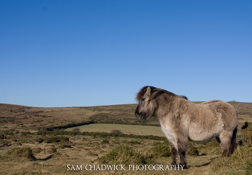 Dartmoor Pony