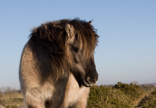 Dartmoor Pony