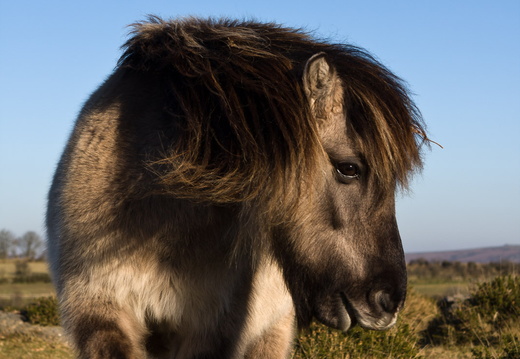 Dartmoor Pony