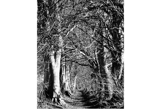 20090102- MG 5496-poster