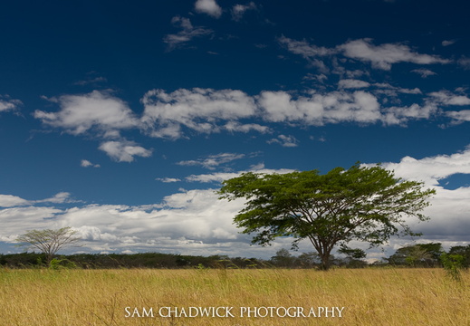Single tree in open field