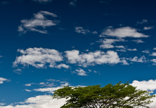 Single tree in open field