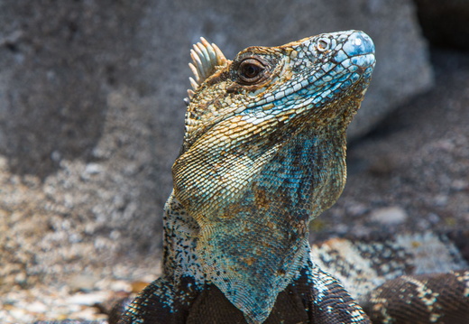 Iguana
