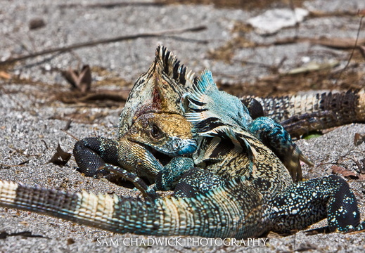 Iguanas fighting