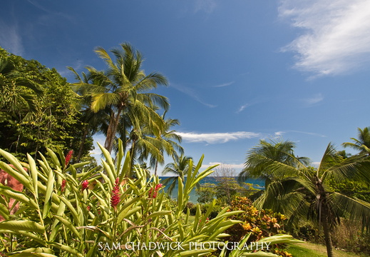 Tropical vista