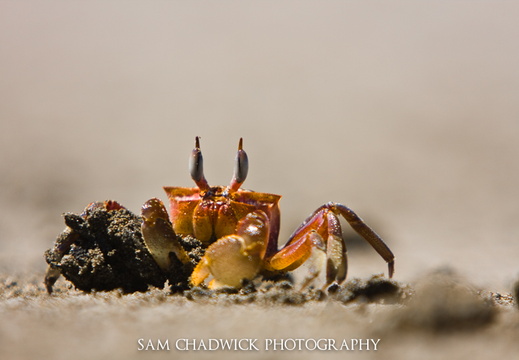 Crab