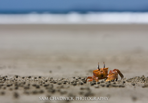 Crab