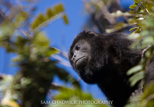 Howler Monkey