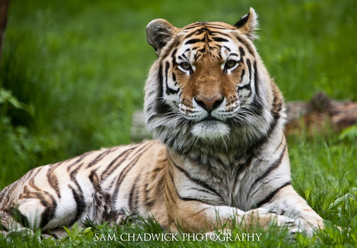 Amur Tiger