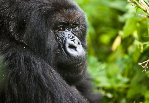 Gorilla in Rwanda