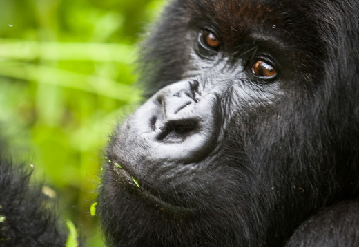 Gorilla in Rwanda
