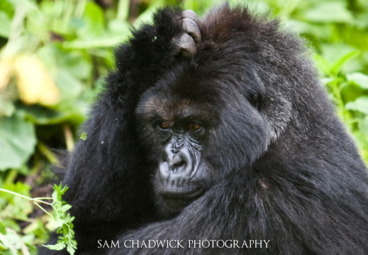 Gorilla in Rwanda
