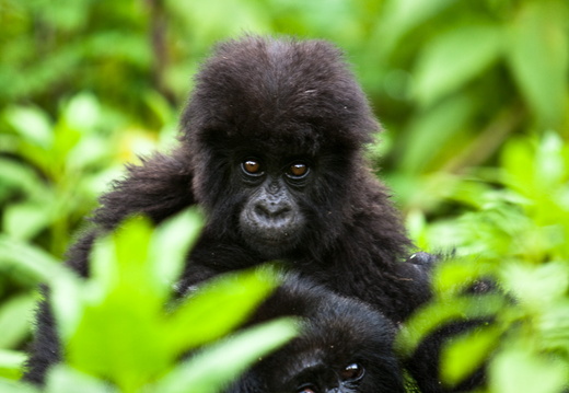 Gorilla in Rwanda