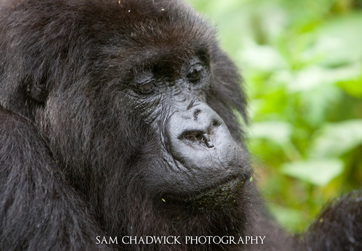 Gorilla in Rwanda