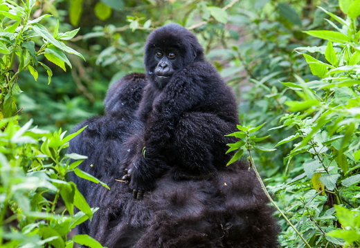 Gorilla in Rwanda