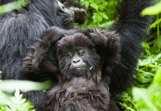 Gorilla in Rwanda