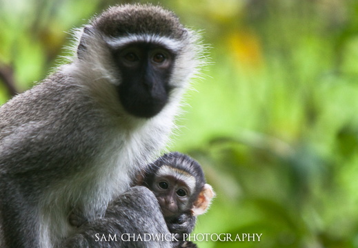 Vervet Monkey and Baby