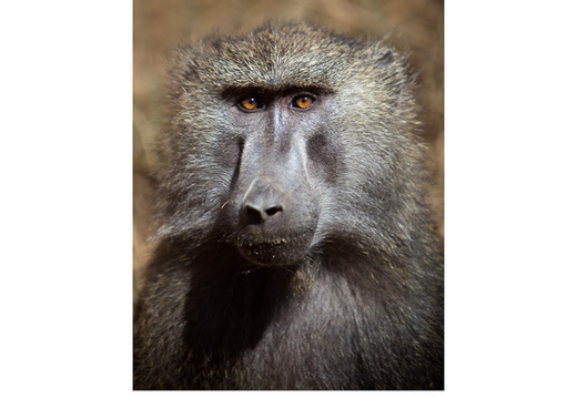 20090830- MG 9298-poster