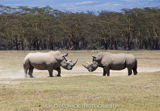 White rhino