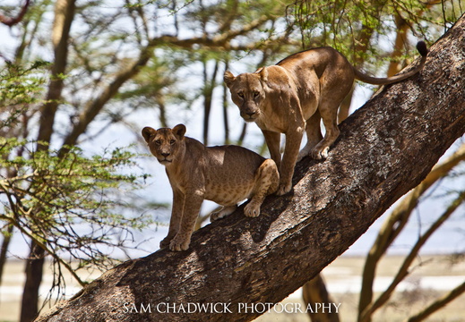 Tree climbing lions