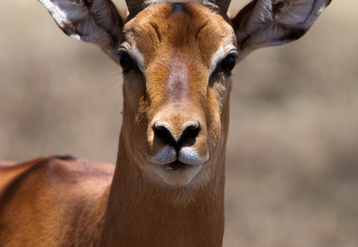 Impala