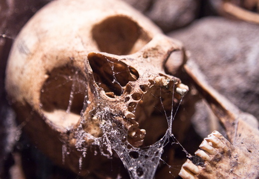 Human skull