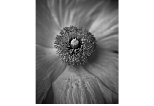 20100705- MG 8780-poster