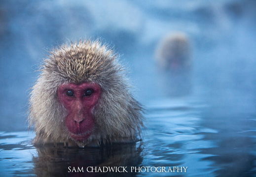 Japanese Snow Monkeys