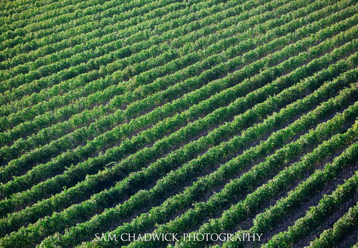 Rows of grape vines