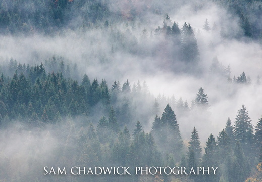 Forest Fog