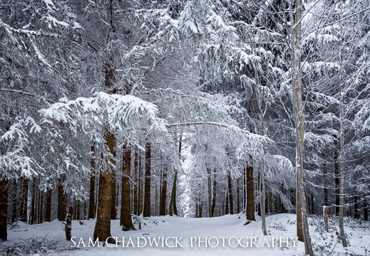 Snowy path
