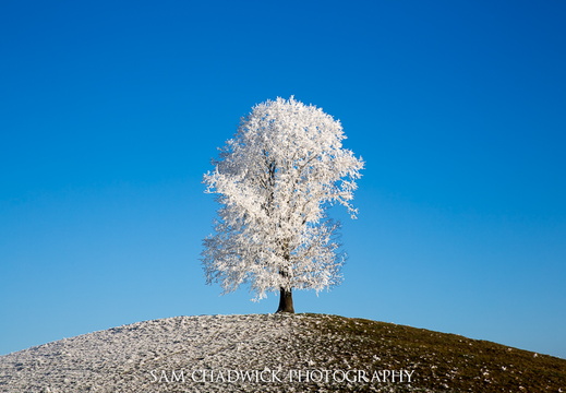 Lone tree covered with hoarfrost
