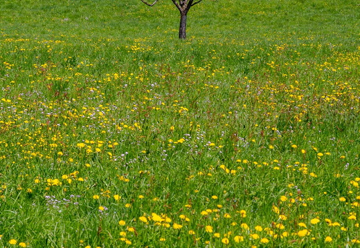 Spring time in Switzerland